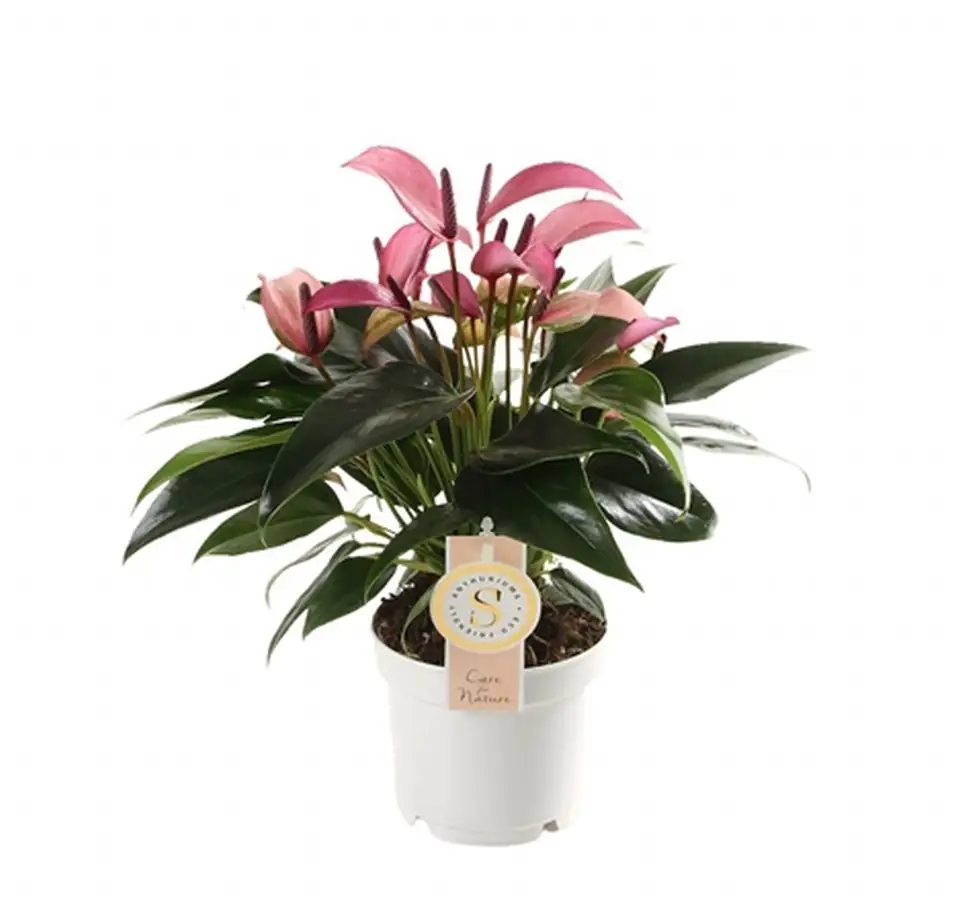 Антуриум D12 H40 - Anthurium Zizou