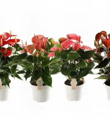 Антуриум D14 H50 - Anthurium Top mix