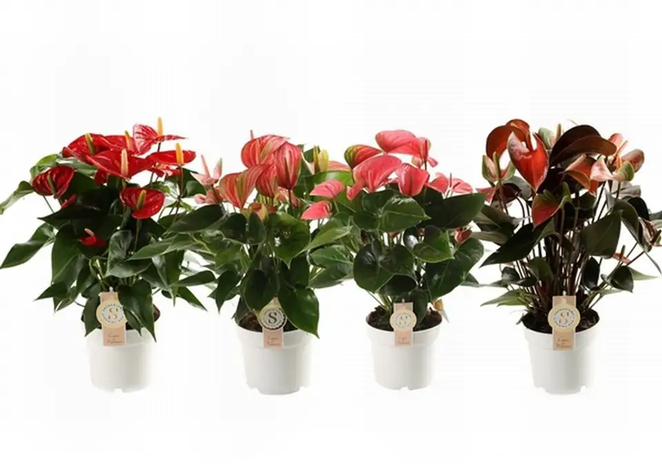 Антуриум D14 H50 - Anthurium Top mix