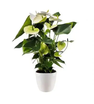 Антуриум с керамична бяла кашпа D17 H70 - Anthurium Samora