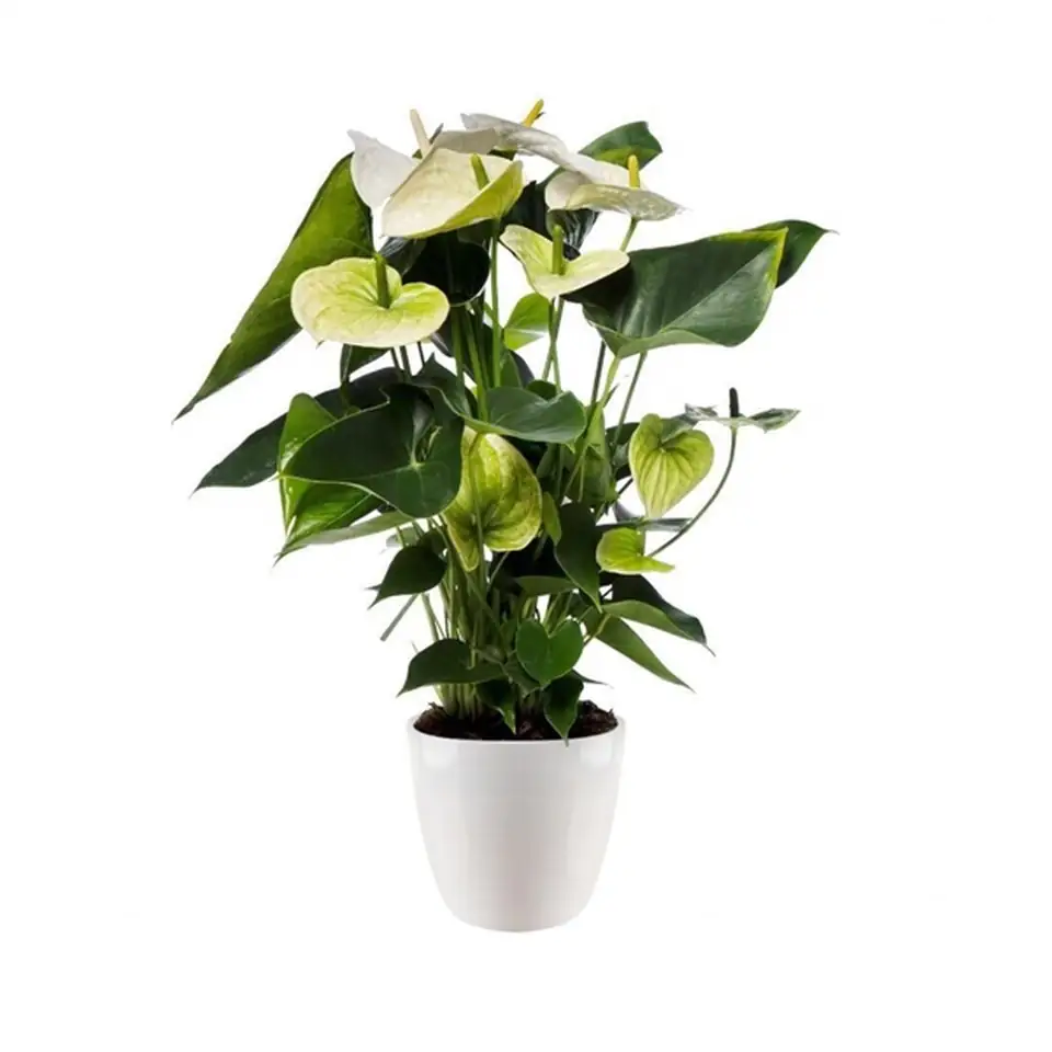 Антуриум с керамична бяла кашпа D17 H70 - Anthurium Samora