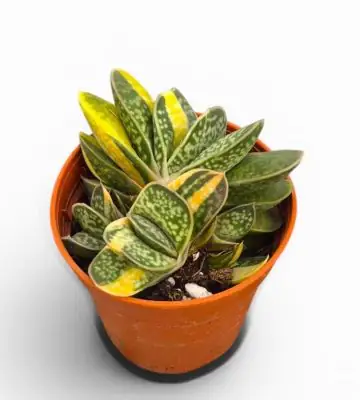Гастерия D5.5 H10 - Gasteria Bicolor variegata