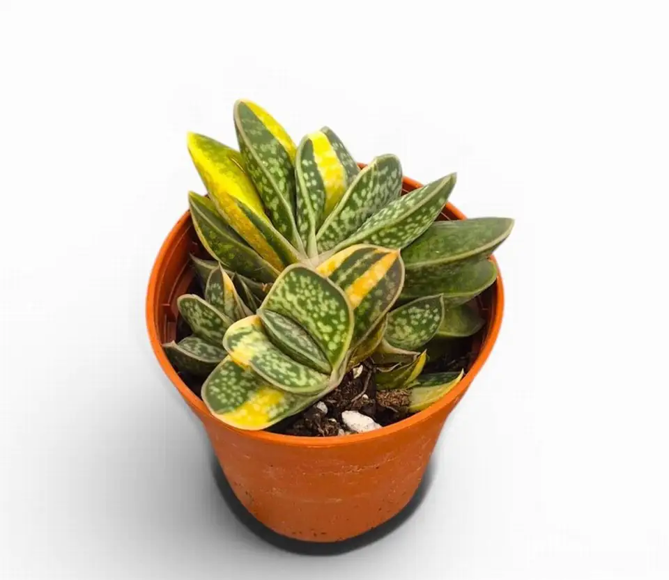 Гастерия D5.5 H10 - Gasteria Bicolor variegata
