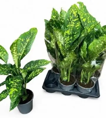 Дифенбахиа D17 H70 - Dieffenbachia Spotty