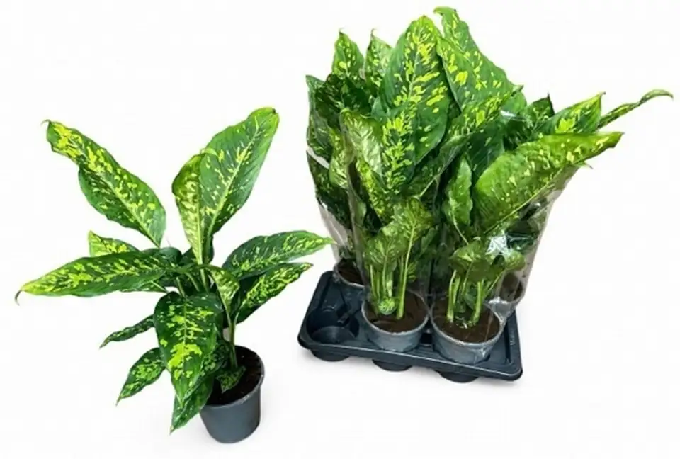 Дифенбахиа D17 H70 - Dieffenbachia Spotty