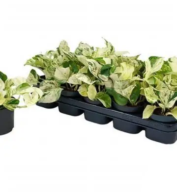 Епипремнум D12 H25 - Epipremnum Happy Leaf
