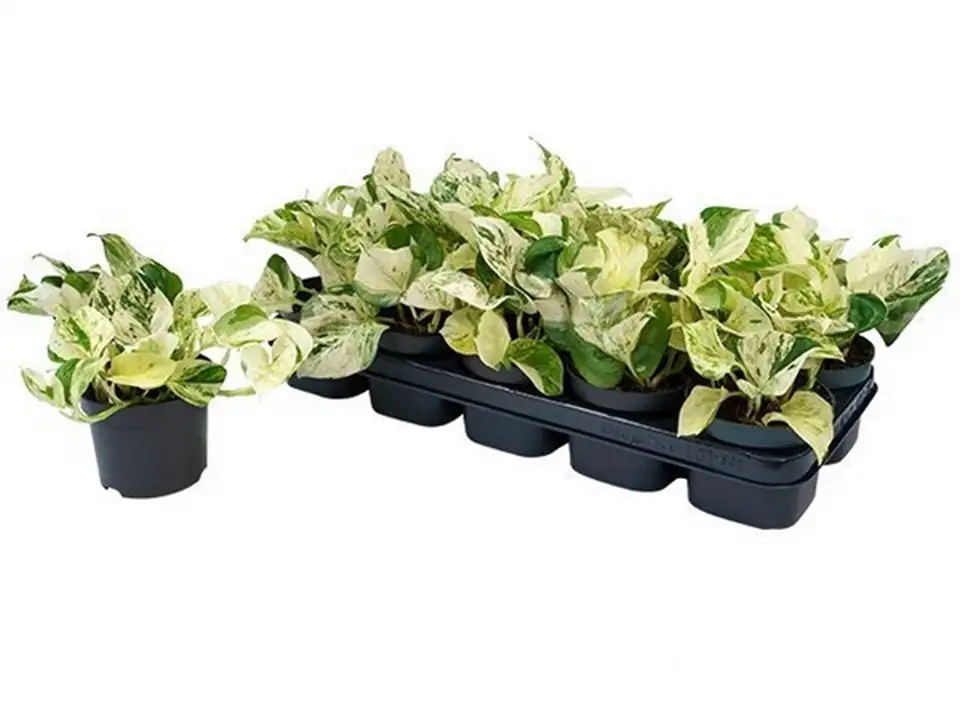 Епипремнум D12 H25 - Epipremnum Happy Leaf