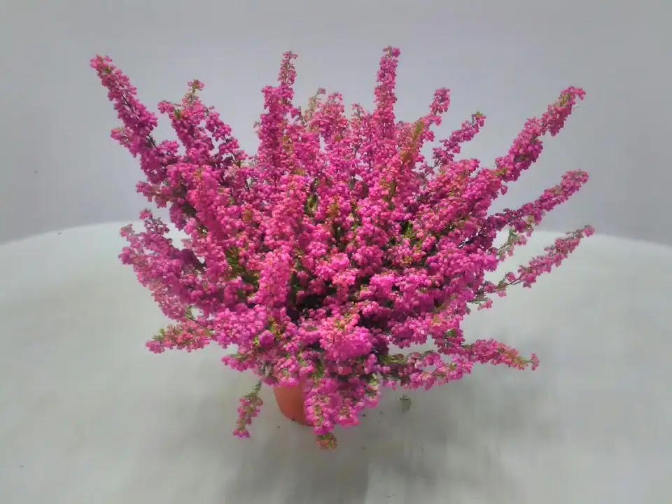 Ерика D13 H35 - Erica Gracilis red