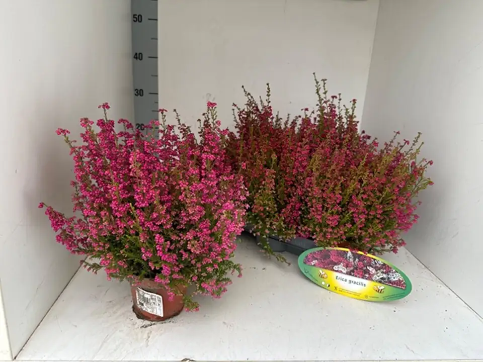 Ерика D13 H35 - Erica Gracilis red - Image 2