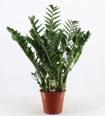 Замиокулкас D30 H110 - Zamioculcas zamiifolia