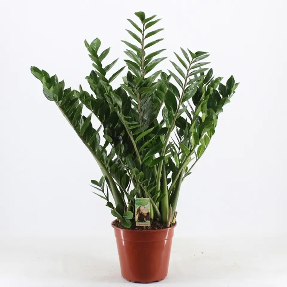 Замиокулкас D30 H110 - Zamioculcas zamiifolia