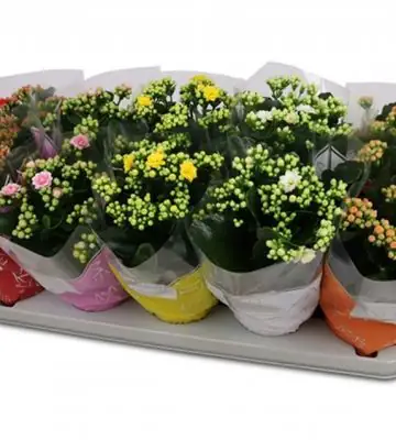 Каланхое D12 H25 - Kalanchoe Calandiva Perfecta