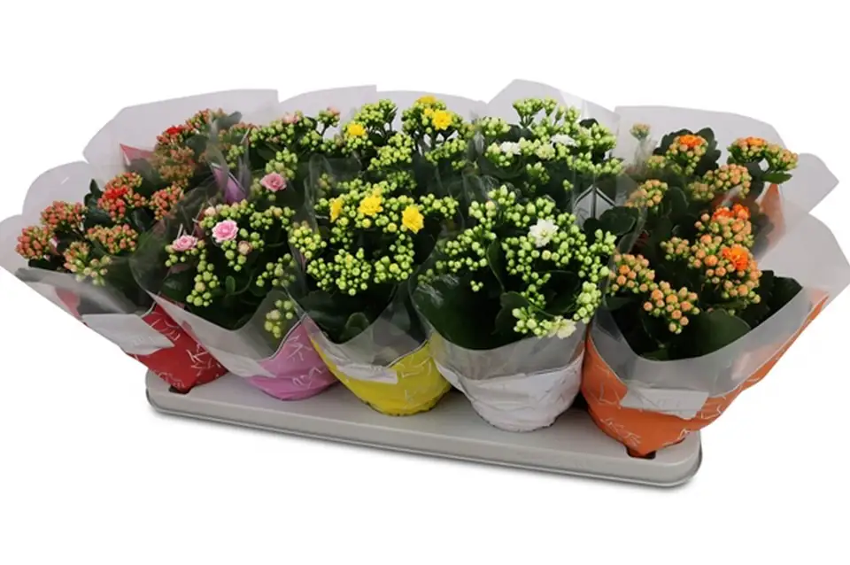 Каланхое D12 H25 - Kalanchoe Calandiva Perfecta