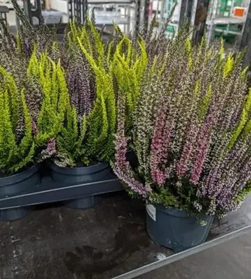 Калуна D17 H28 - Calluna Beauty Ladies Quattro