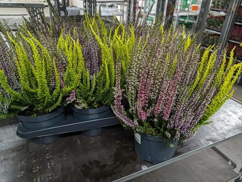 Калуна D17 H28 - Calluna Beauty Ladies Quattro