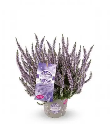 Калуна D11 H25 - Calluna Garden Girls Lavender