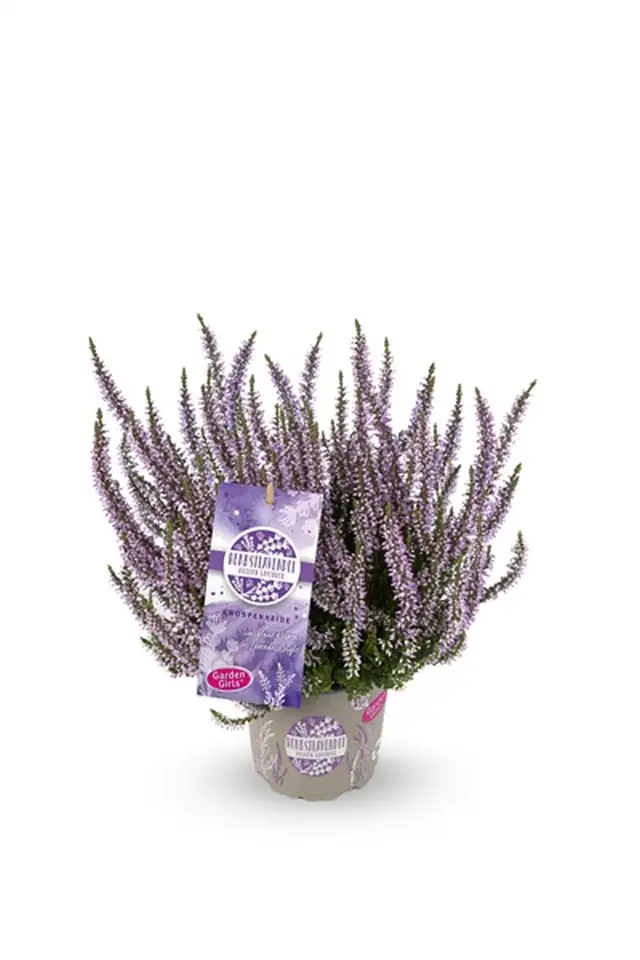 Калуна D11 H25 - Calluna Garden Girls Lavender