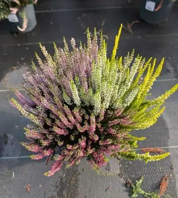 Калуна D19 H36 - Calluna Beauty Girls Mosaica