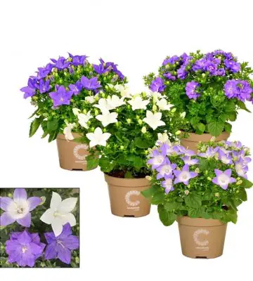 Кампанула D11 H17 - Campanula isophylla mix