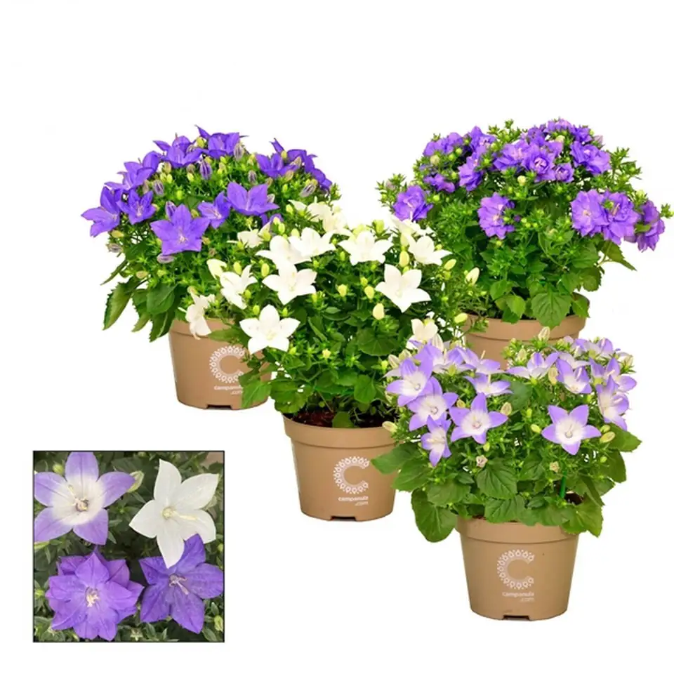 Кампанула D11 H17 - Campanula isophylla mix