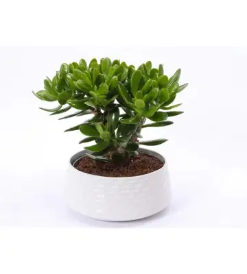 НАЧАЛО 4 Красула в бяла керамична кашпа D22 H27 - Crassula in ceramic bowl
