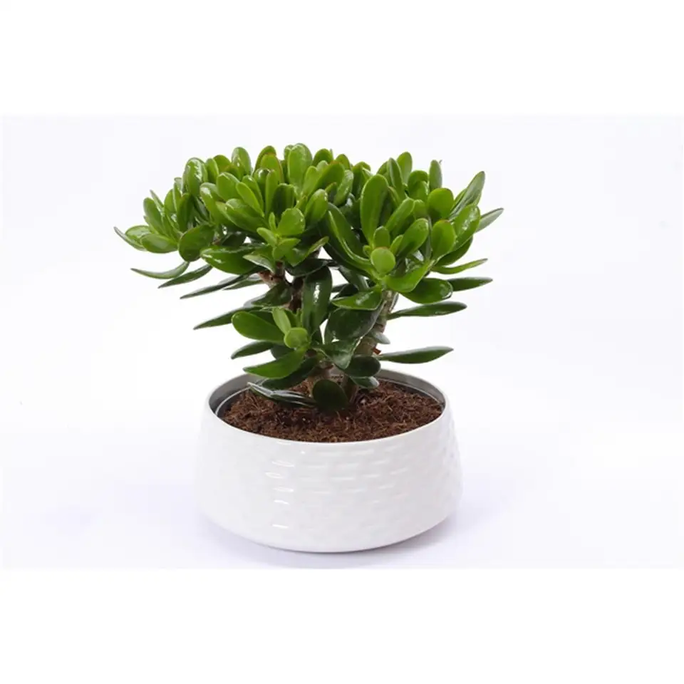 Красула в бяла керамична кашпа D22 H27 - Crassula in ceramic bowl