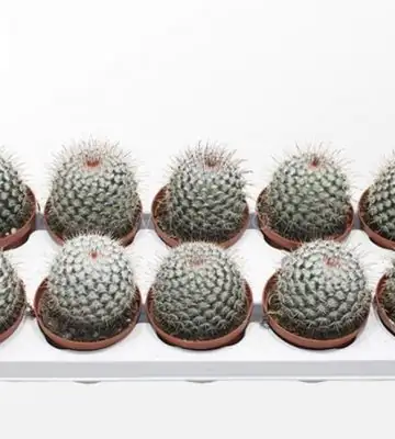Мамилариа D10.5 H18 - Mammillaria bombycina