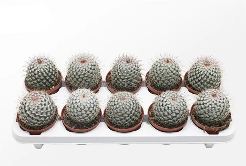Мамилариа D10.5 H18 - Mammillaria bombycina