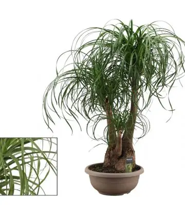 Нолина D35 H100 - Nolina Branched