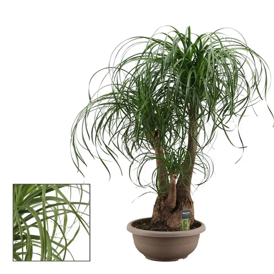 Нолина D35 H100 - Nolina Branched