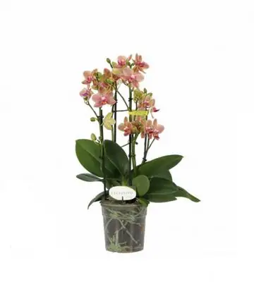 Орхидея D12 H45 - Phalaenopsis MF Pikachu
