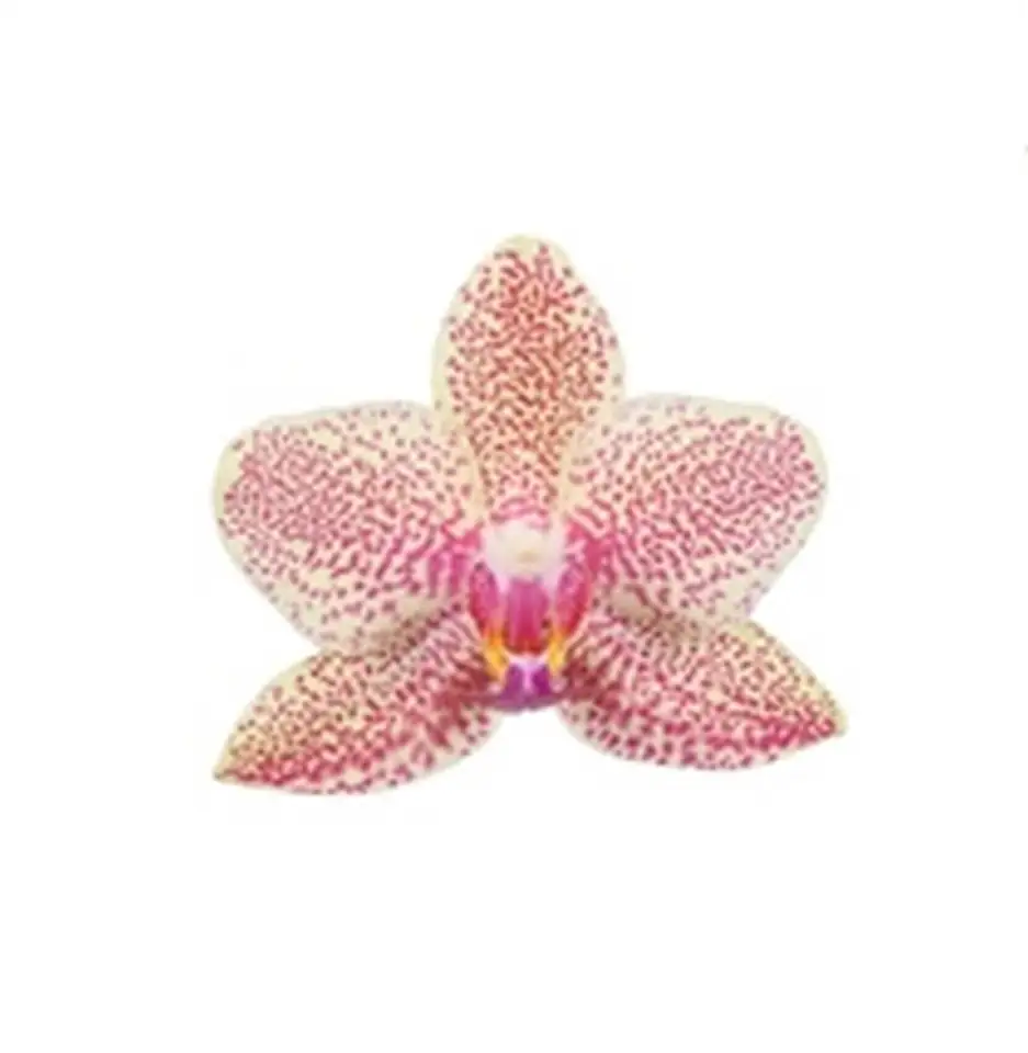 Орхидея D12 H45 - Phalaenopsis MF Pikachu - Image 2