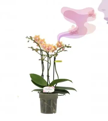 Орхидея ароматна D12 H35 - Phalaenopsis MF Aromio Spicy