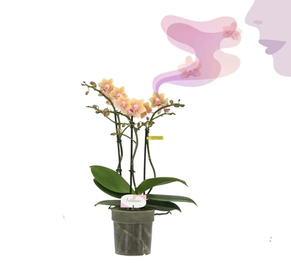Орхидея ароматна D12 H35 - Phalaenopsis MF Aromio Spicy 1 Орхидея ароматна D12 H35 - Phalaenopsis MF Aromio Spicy
