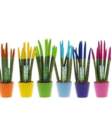 Сансевиера D8.5 H30 - Sansevieria Spaghetti Velvet