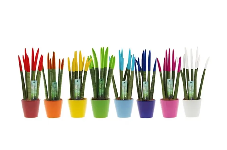 Сансевиера D8.5 H30 - Sansevieria Spaghetti Velvet