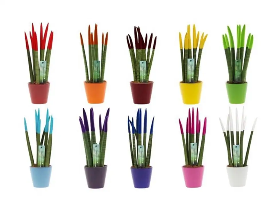 Сансевиера D8.5 H30 - Sansevieria Spaghetti Velvet - Image 2