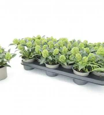 Скимиа D10.5 H20 - Skimmia Godrie`s Dwarf