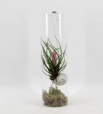 Тиландзия в стъклен цилиндър D11 H38 - Tillandsia Cyanea