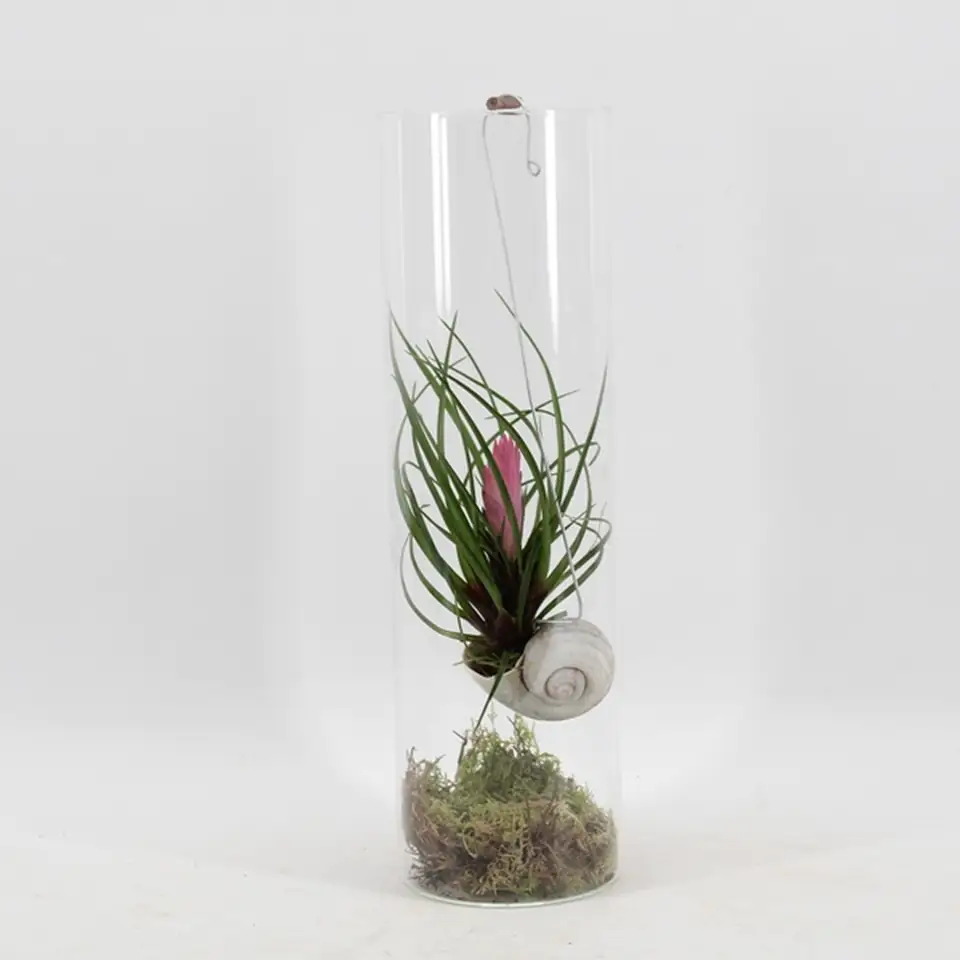 Тиландзия в стъклен цилиндър D11 H38 - Tillandsia Cyanea