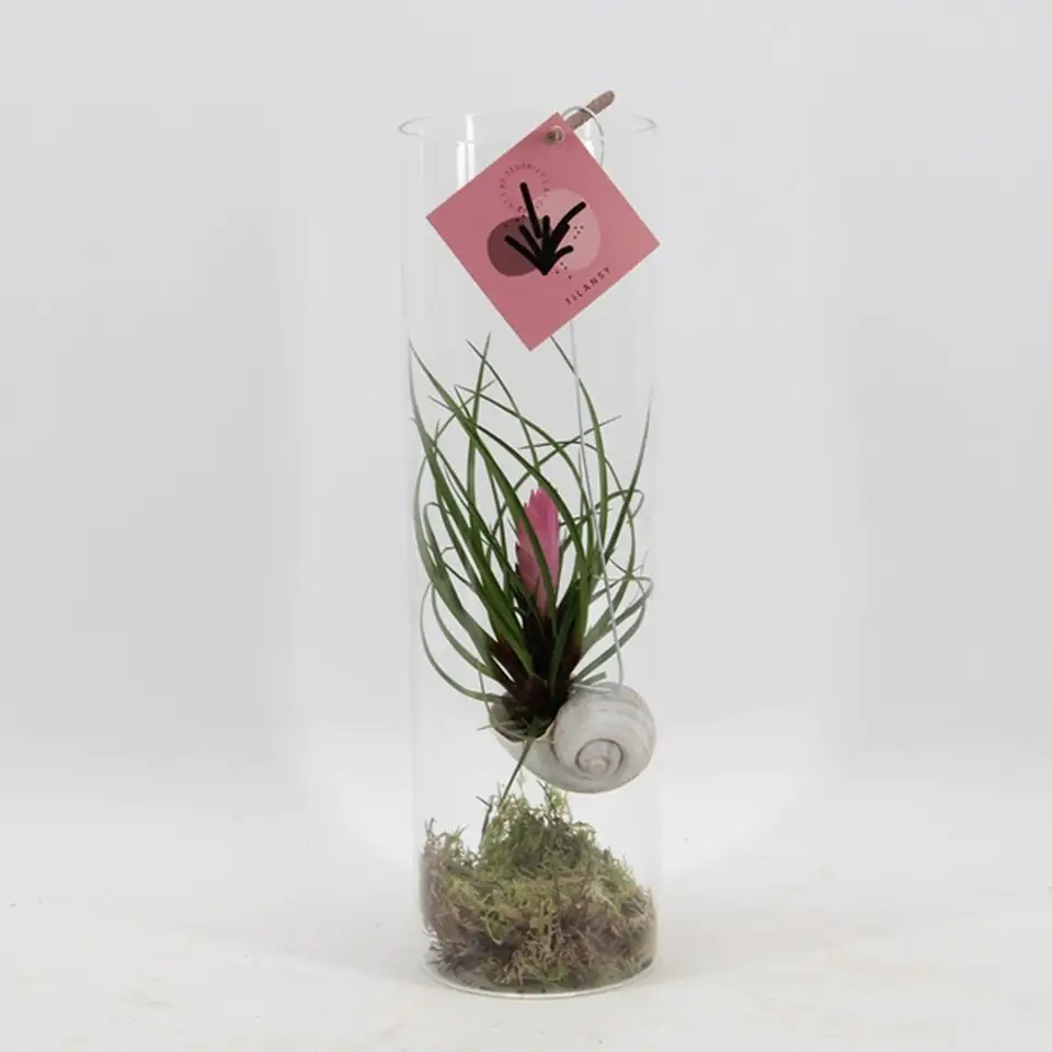 Тиландзия в стъклен цилиндър D11 H38 - Tillandsia Cyanea - Image 2