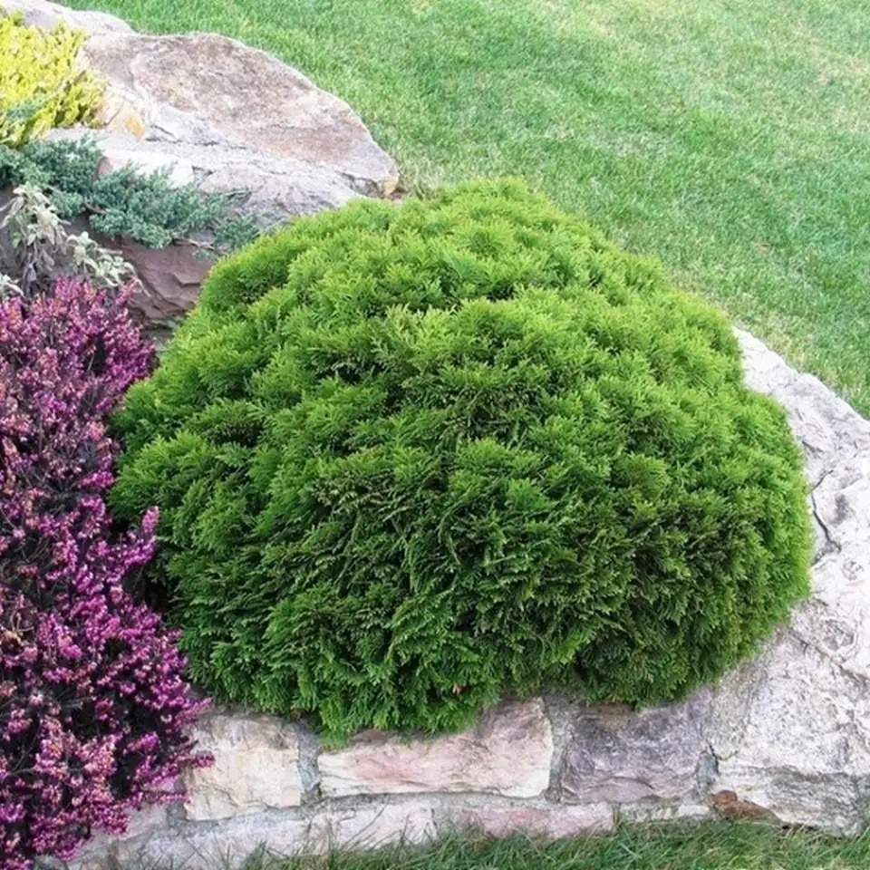 Туя D19 H30 - Thuja Danica - Image 3