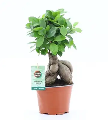 Фикус D12 H30 - Ficus Microcarpa Ginseng