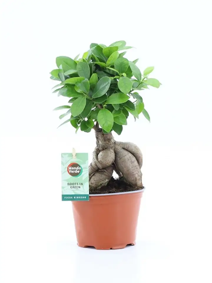 Фикус D12 H30 - Ficus Microcarpa Ginseng