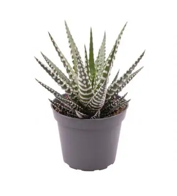 Хавортия D8.5 H15 - Haworthia Big Band