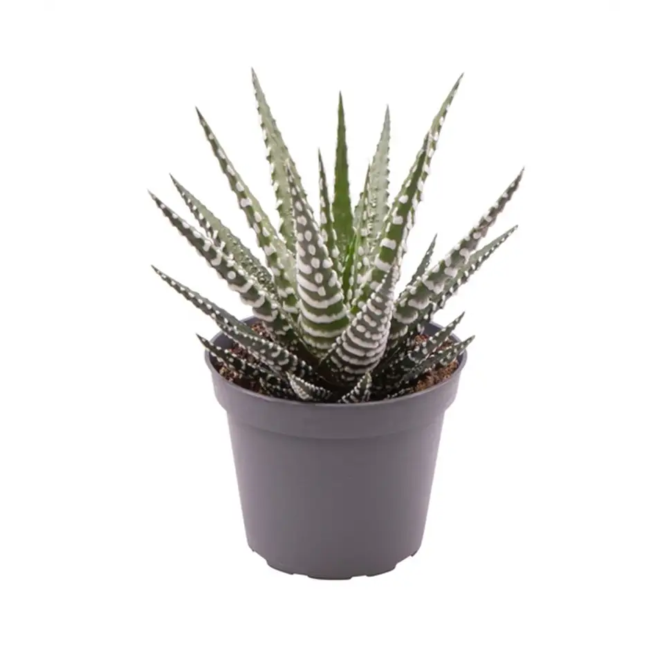 Хавортия D8.5 H15 - Haworthia Big Band