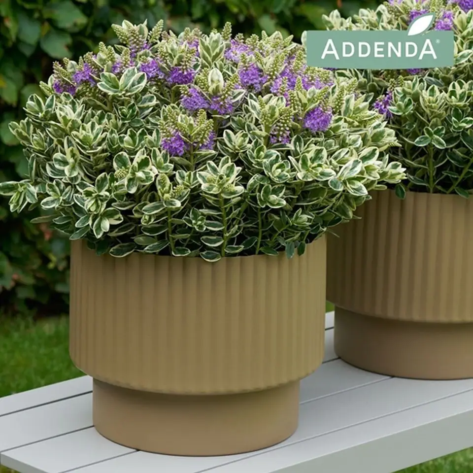 Хебе D15 H30 - Hebe addenda Katrina - Image 3