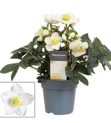 Хелеборус D12 H25 - Helleborus Christmas Carol