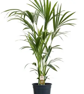 Ховея D21 H120 - Howea Forsteriana