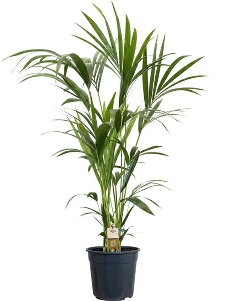Ховея D21 H120 - Howea Forsteriana